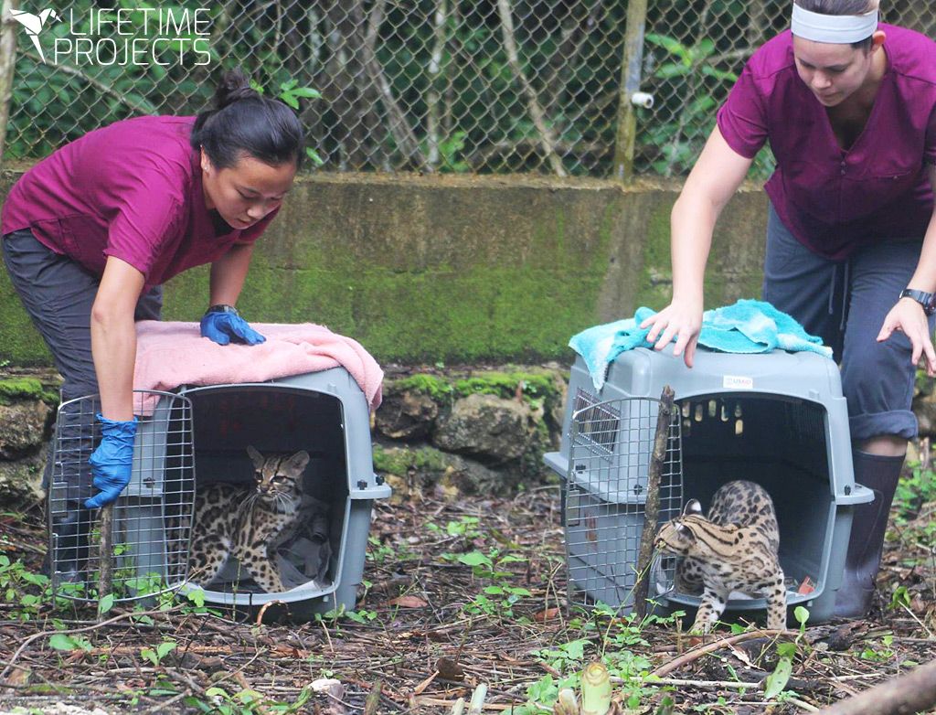 life time projects r&eacute;introduction