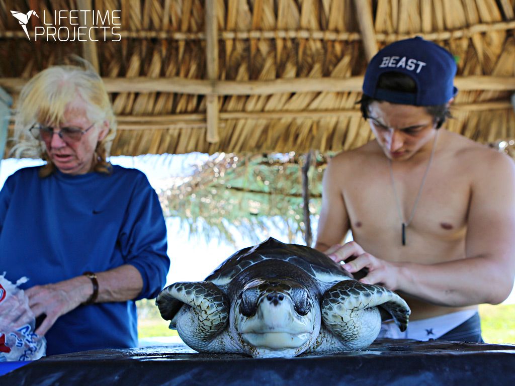 life time projects sauvetage tortues